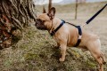 DOGIDIGI Szelki dla psa GUARD Różne rozmiary  - 100% HAND MADE 