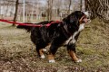 DOGIDIGI Szelki dla psa GUARD Różne rozmiary  - 100% HAND MADE 