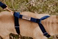 DOGIDIGI Szelki dla psa GUARD Różne rozmiary  - 100% HAND MADE 