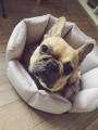 DOGIDIGI Legowisko ROYAL- kolor do wyboru 