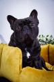 DOGIDIGI Legowisko ROYAL- kolor do wyboru 
