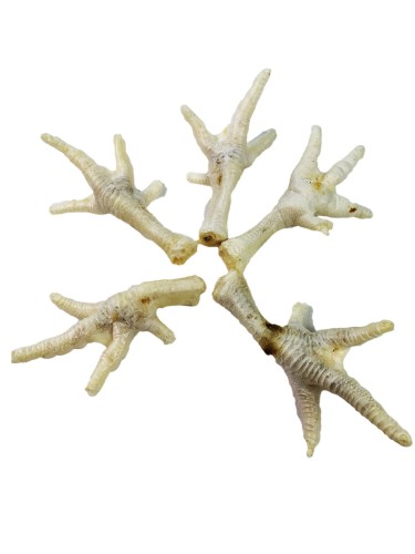 Kurza łapka biała suszona – 1 sztuka 