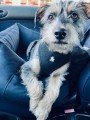 DOGIDIGI Fotelik samochodowy - kolor do wyboru 