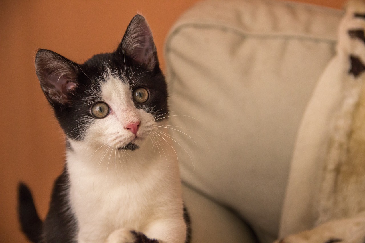 Jak nauczyć kota korzystania z kuwety?